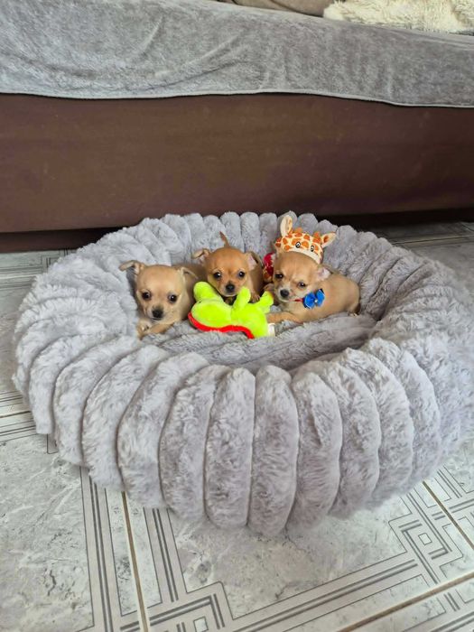 Chihuahua śliczna suczka z metryką