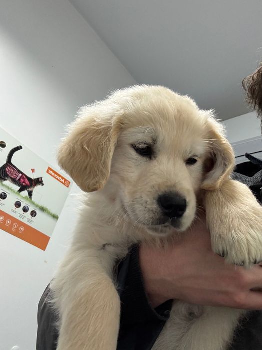 Golden Retriever bebés