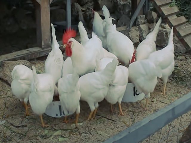 Курчата та інкубаційне яйце Леггорн білий, золото, ізабелла.