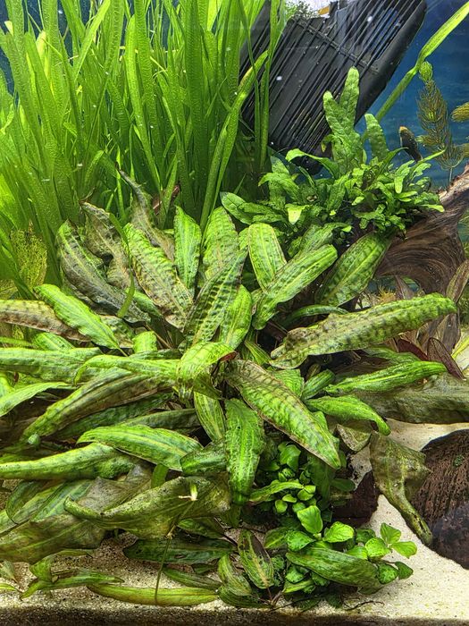 Cryptocoryne wendtii ( kryptokoryna )
