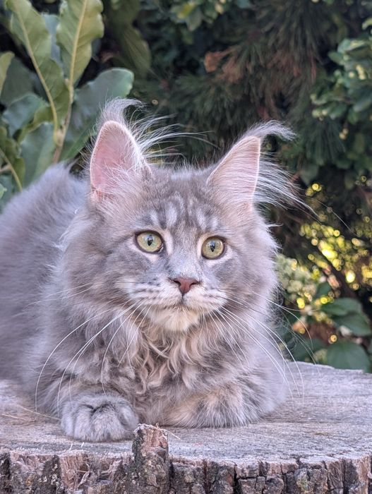 Niebieska klasycznie pręgowana kotka Maine Coon. Zapraszamy
