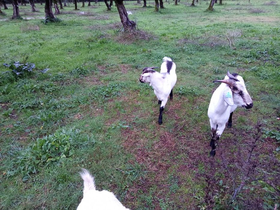 Cabritos raça serpentina