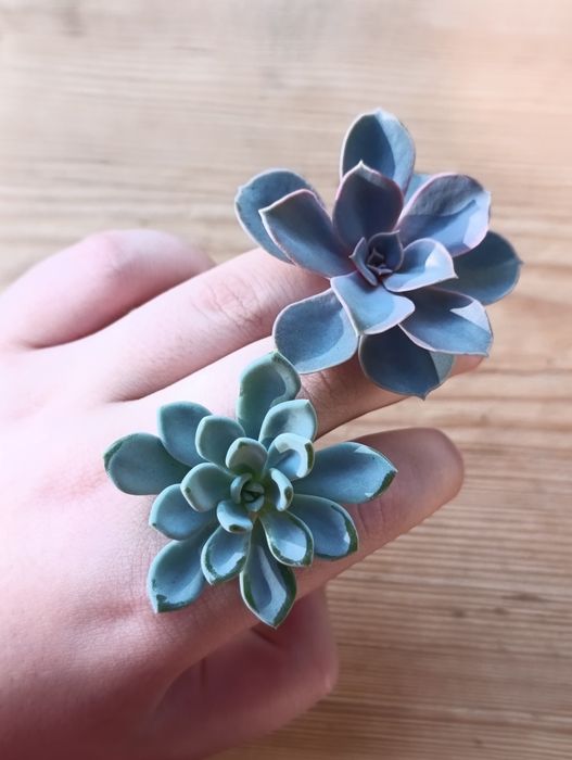 Суккуленты в коллекцию