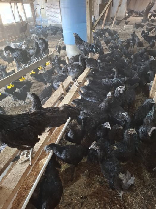 Куры породы Аям Цемани Черного Цвета