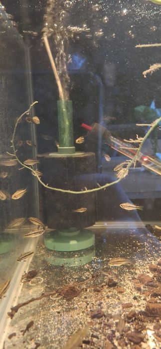 Pielęgniczka Apistogramma Kakadu 5szt