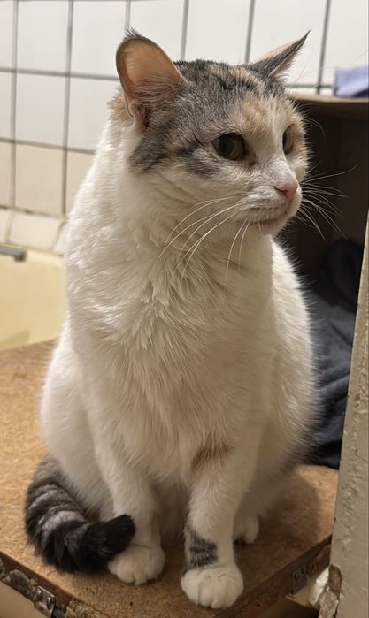 Кішечка кошечка в хороші руки