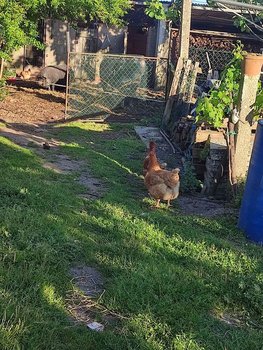 Ovos de galinhas do campo