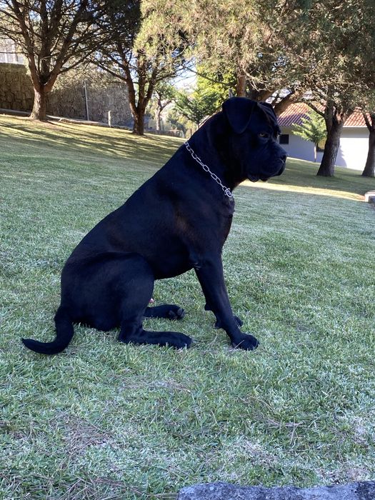 Cadela Cane Corso c/ pedigree para venda