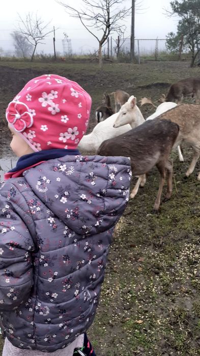 Cielaki daniela  żeńskie ARiMR