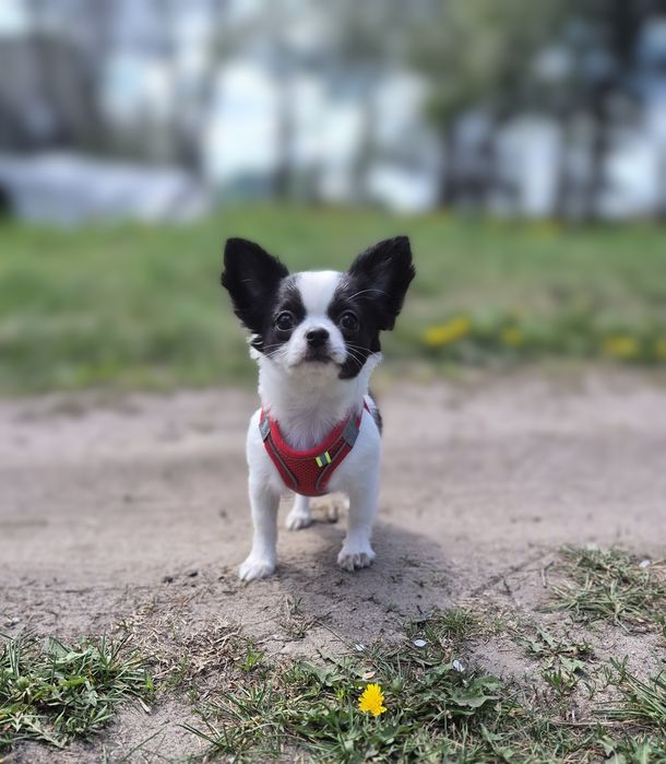 Picasso - śliczny chłopiec chihuahua ZKwP