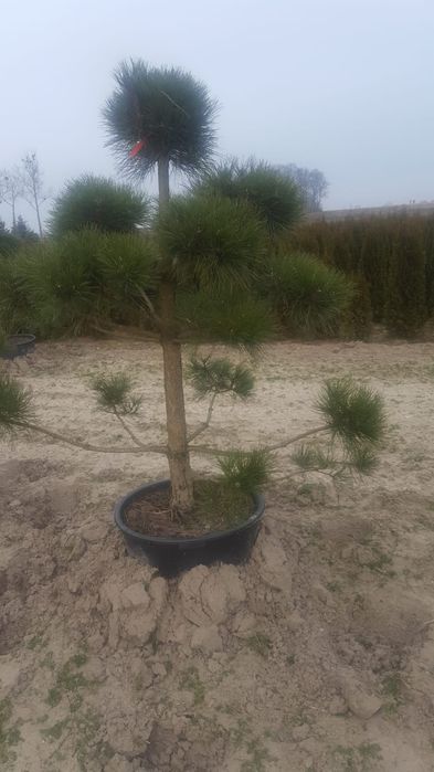 Bonsai ogrodowe. Szkółka Krupocin.