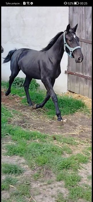 Klacz Śląska programowa zamiana