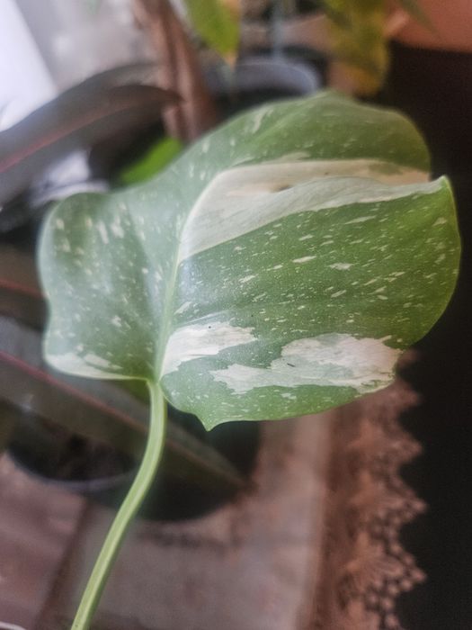 Szczepki kwiatów monstera syngonium