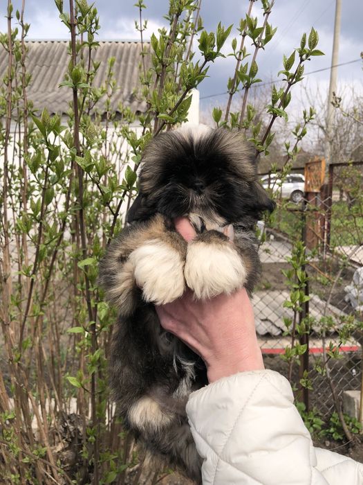 Девочки и мальчики ши тцу