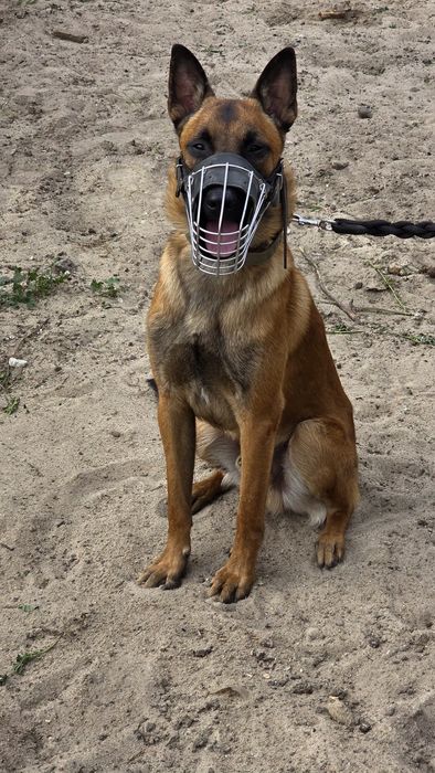 Owczarek belgijski malinois samiec