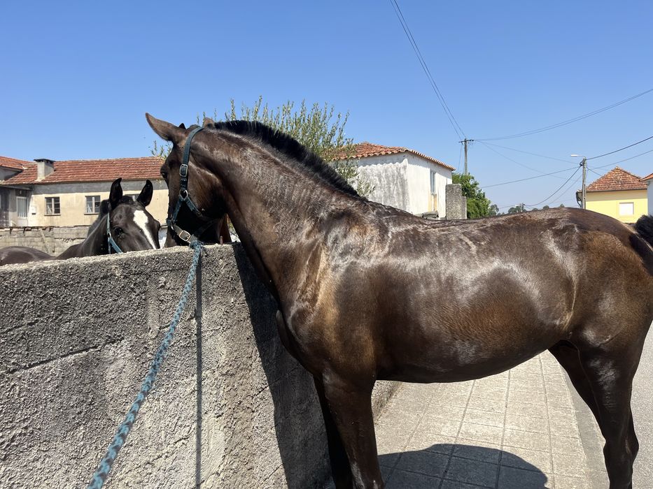Poldra lusitana preta 2 anos