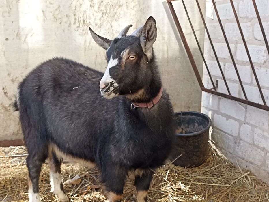 Продам козу. Не на мясо.