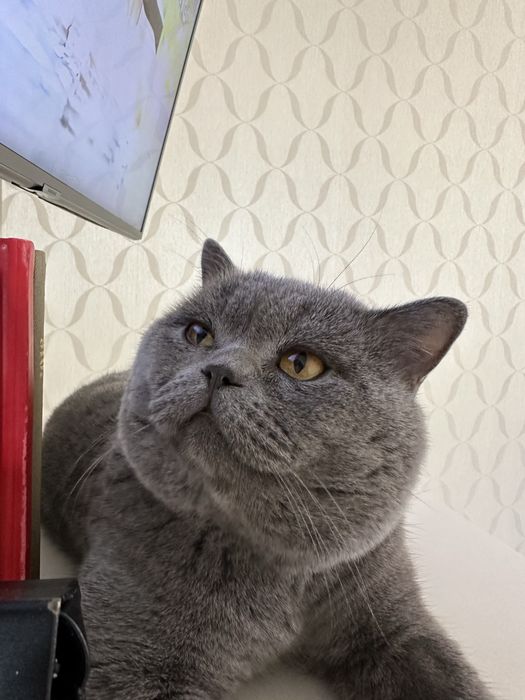 Красивые шотландские котята