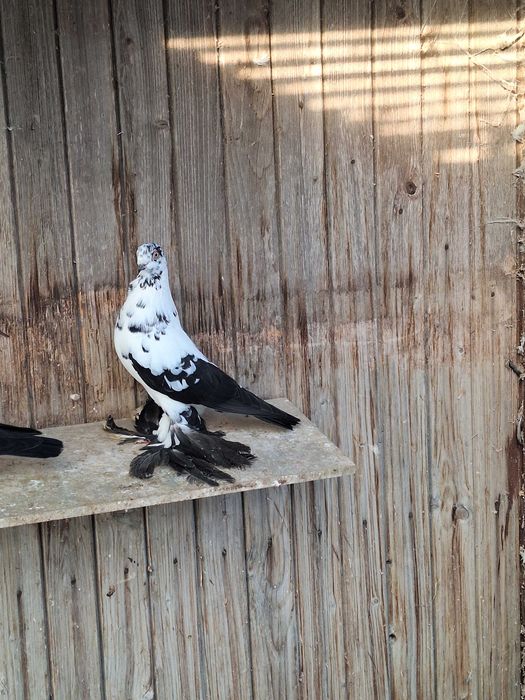 Gołębie ozdobne ptaki