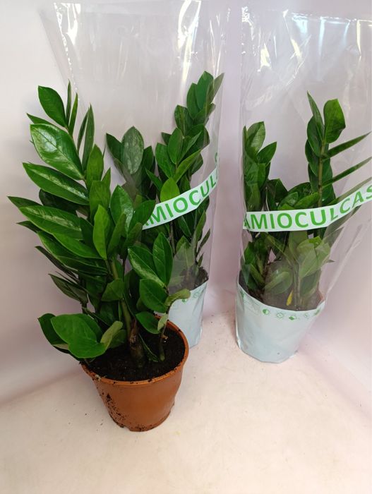 Заміокулькас,дифенбахія,лавр