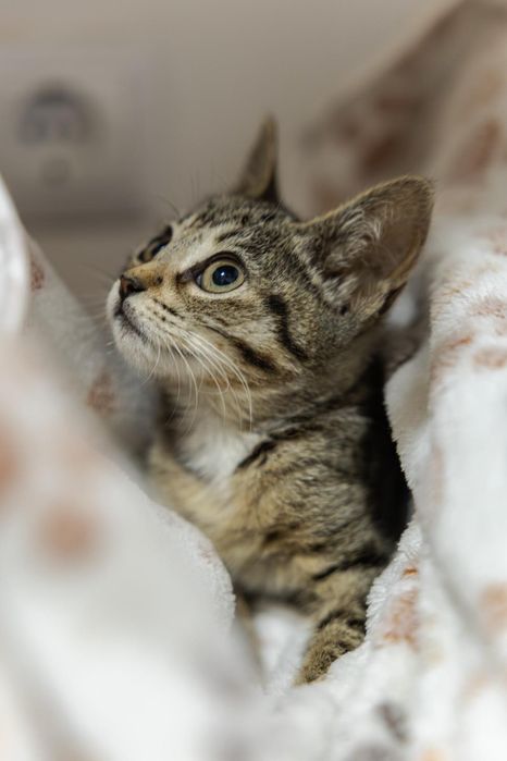 Gatas bebés fêmeas para adoção responsável