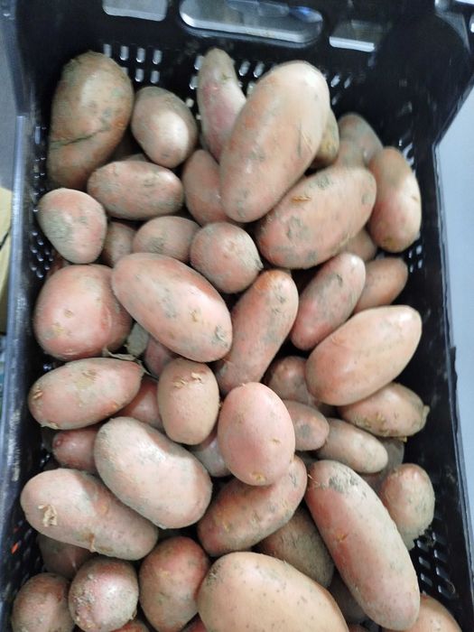 Batata Vermelha Nova - Qualidade superior