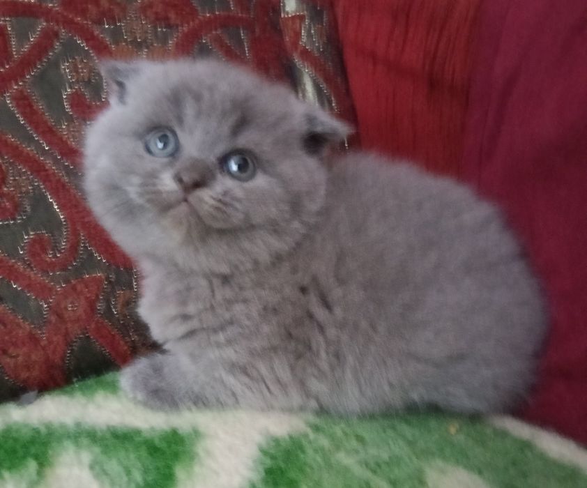 Пухнасточка до святого Валентина