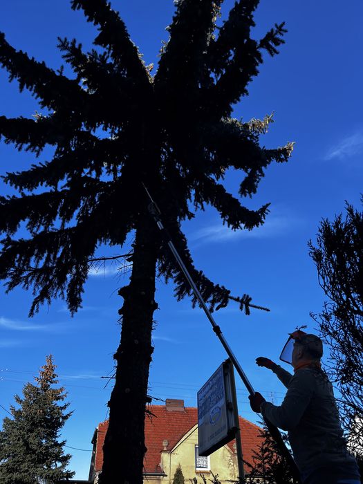 Wycinka Przycinka drzew redukcja korony podnosnik koszowy