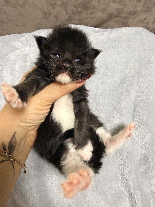 Хлопчик Мейн Кун є документи офіційний розплідник