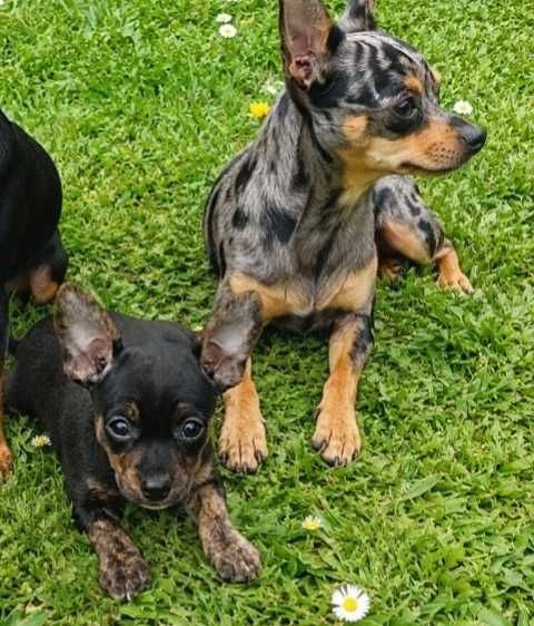 Pinscher menino lindo