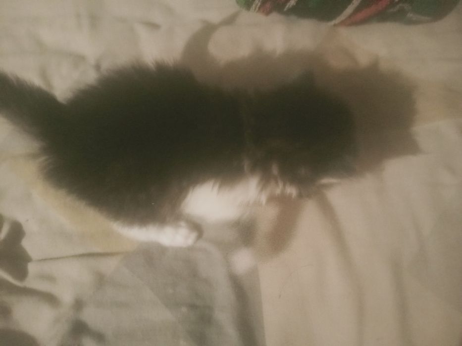 Віддам кошенят у добрі  руки