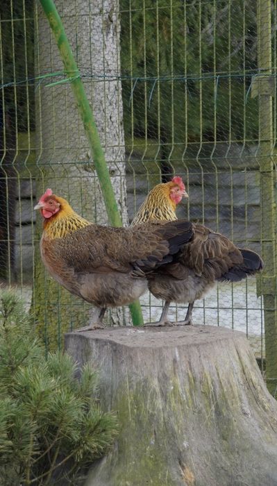 Jaja lęgowe od zielononózki Kuropatwianej