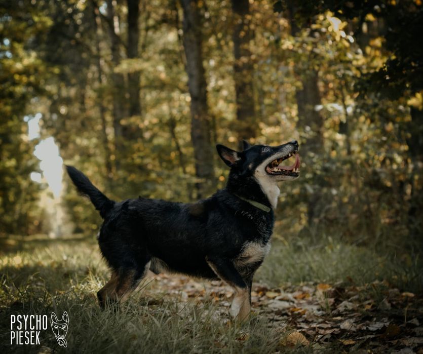 Zwykły/Niezwykły kundelek szuka domu!