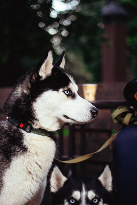 В'язка Сибірський хаскі (ціна договірна)
