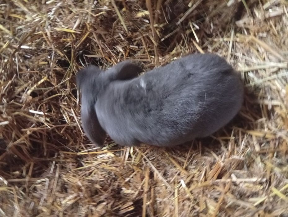 Młode kroliki mieszance