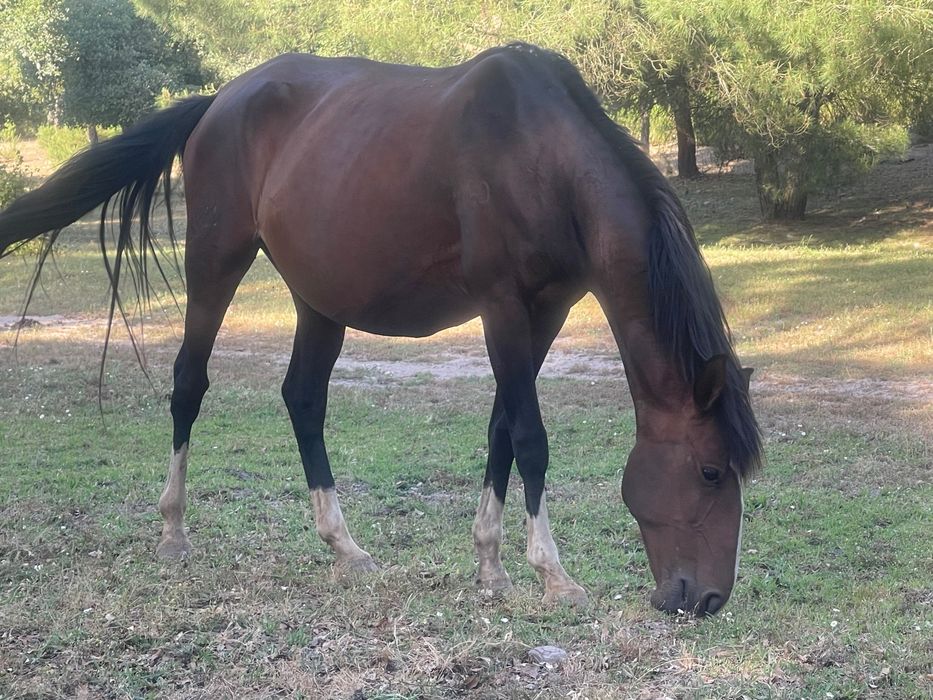 Lote de 5 eguas um cavalo lazão e uma poldra e um poldro de um ano
