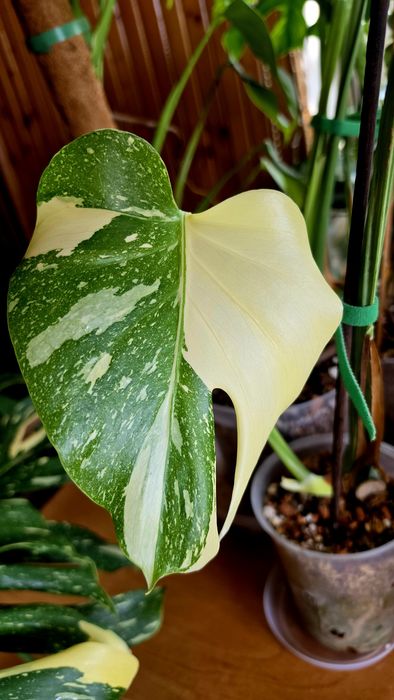 Monstera thai noid