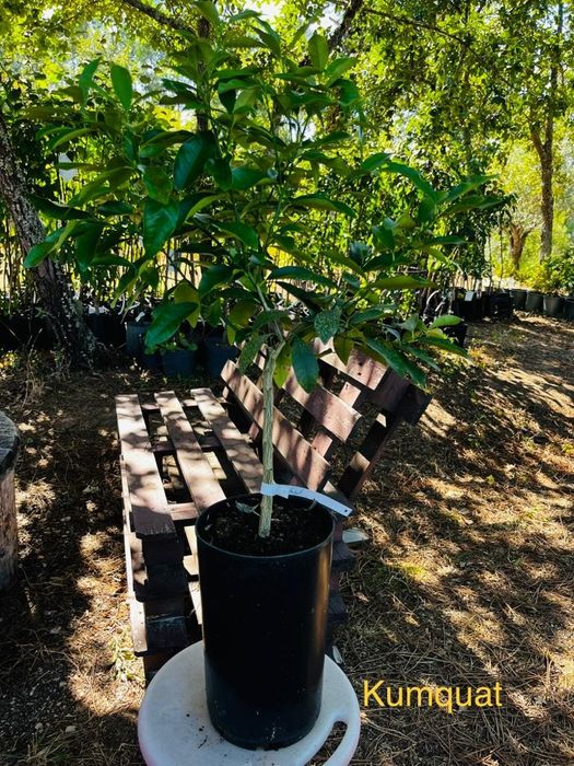 Citrinos raros enxertados e certificados