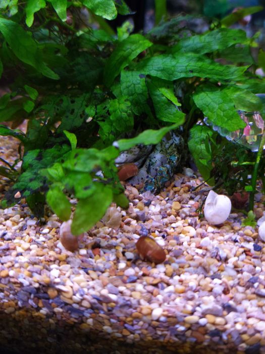 Caracóis de aquário