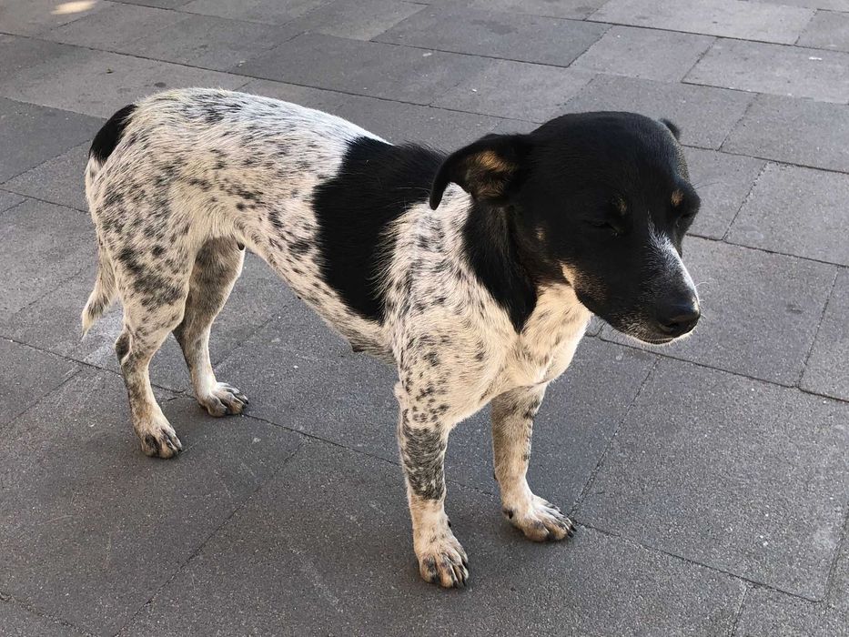 Собака, невелика собака, собачка