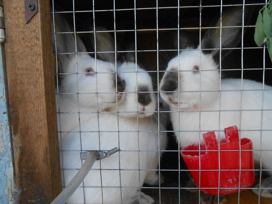 Продаються кролики. жива вага або тушки.