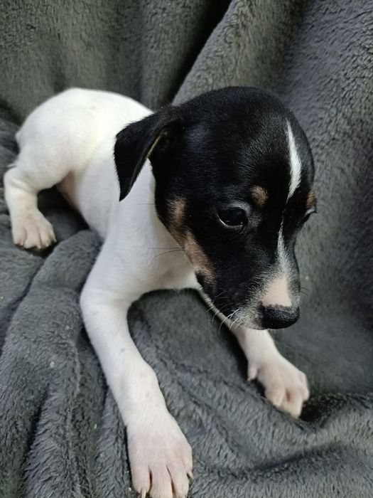 Ratonero Bodeguero Andaluz puro