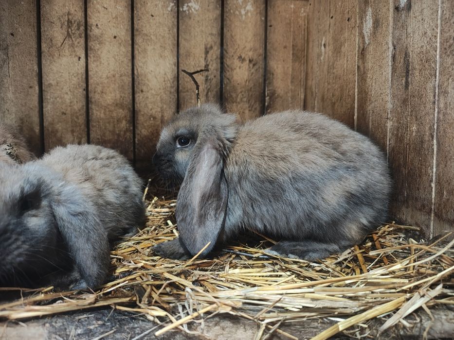 Sprzedamkróliki  samce i samiczki barany francuskie