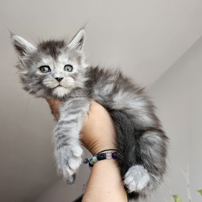 Kocurek Maine coon rodowód Fpl