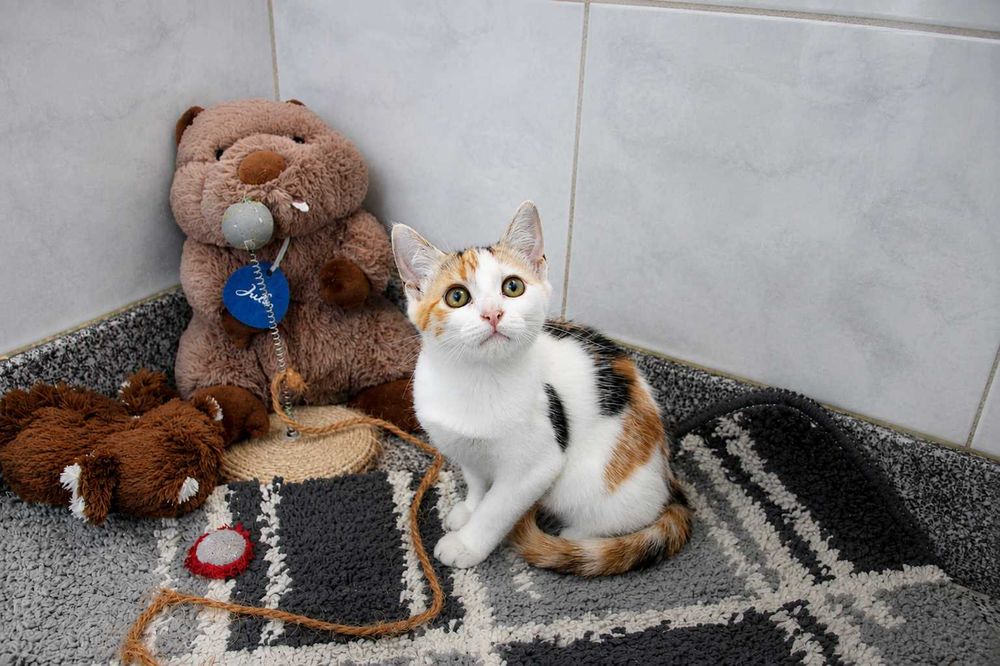 FÊMEA | Gatinha curiosa e brincalhona para Adoção Responsável