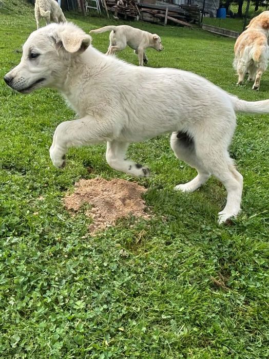 Szczeniak Golden Retriever