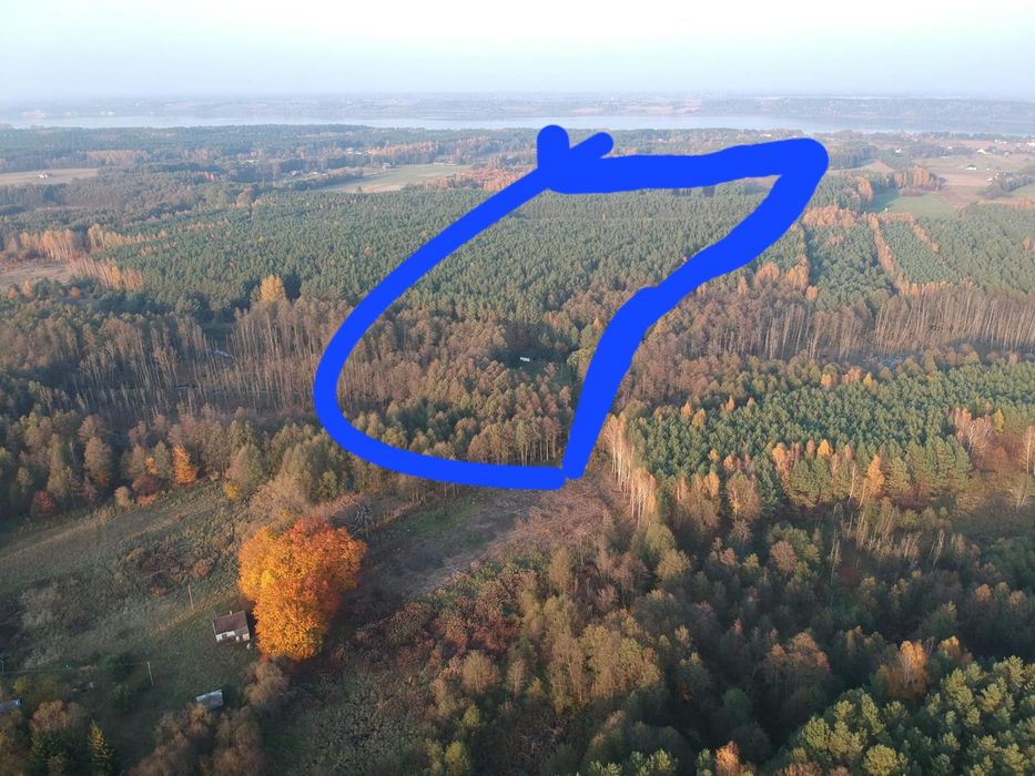 Sprzedam 45-letni LAS 4,5956ha