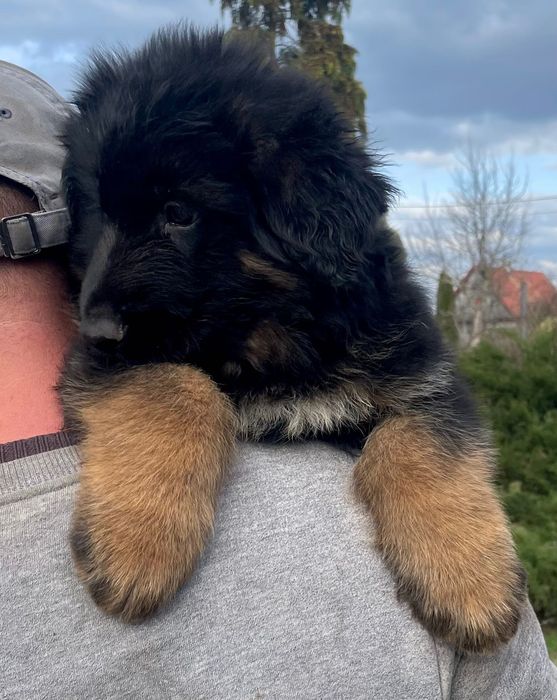 Szczeniak owczarek niemiecki