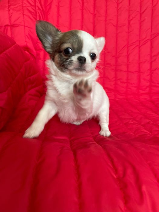 Дівчатка чихуахуа