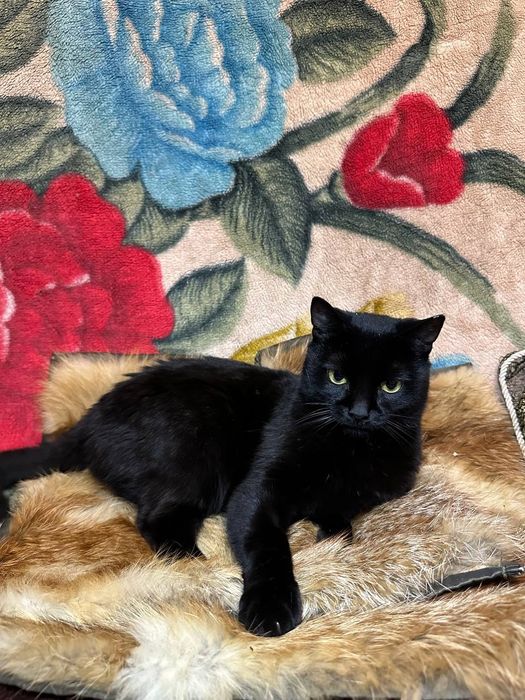 Молодая чёрная кошка